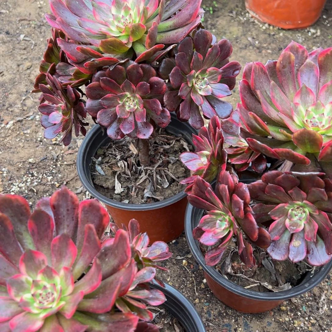 烟花9.9请棚福利