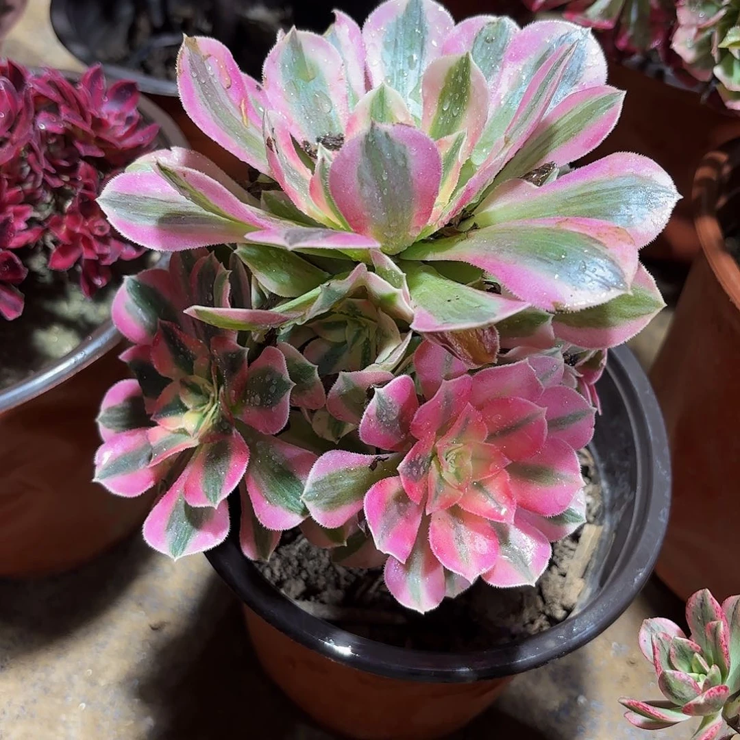 粉女巫9.9多肉植物