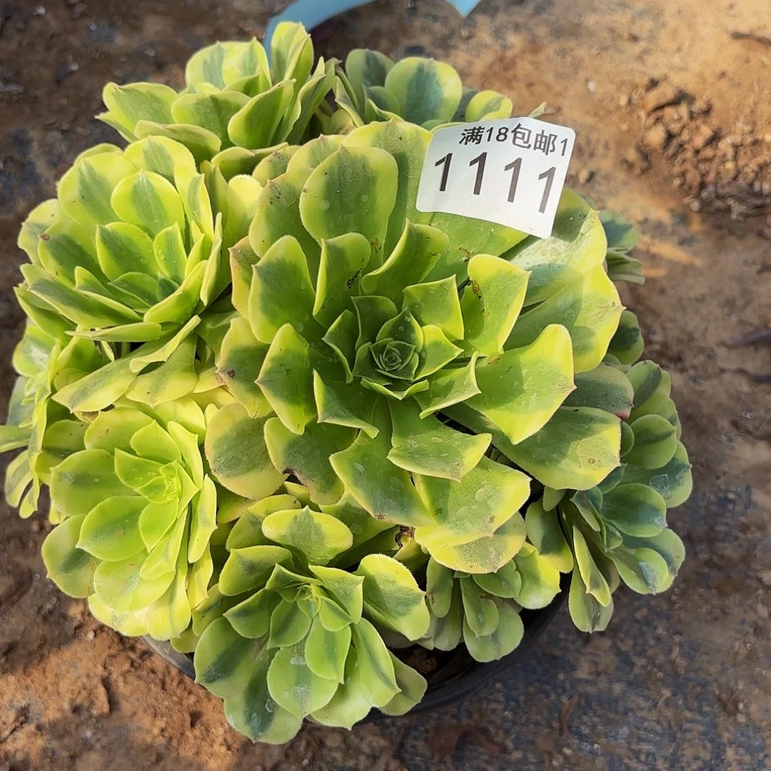 绿豆沙1111多肉植物