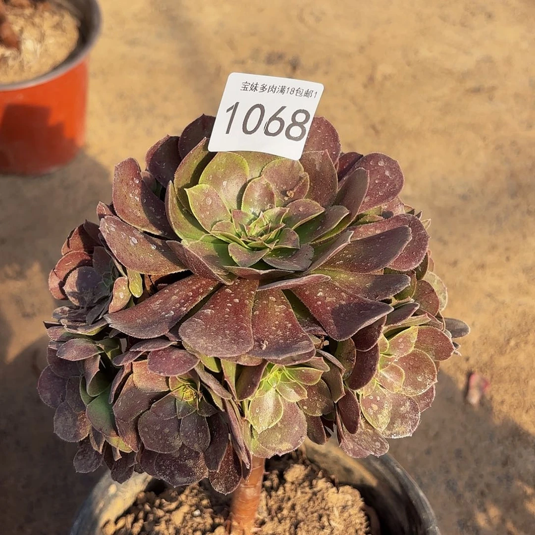 万圣节多肉植物1068