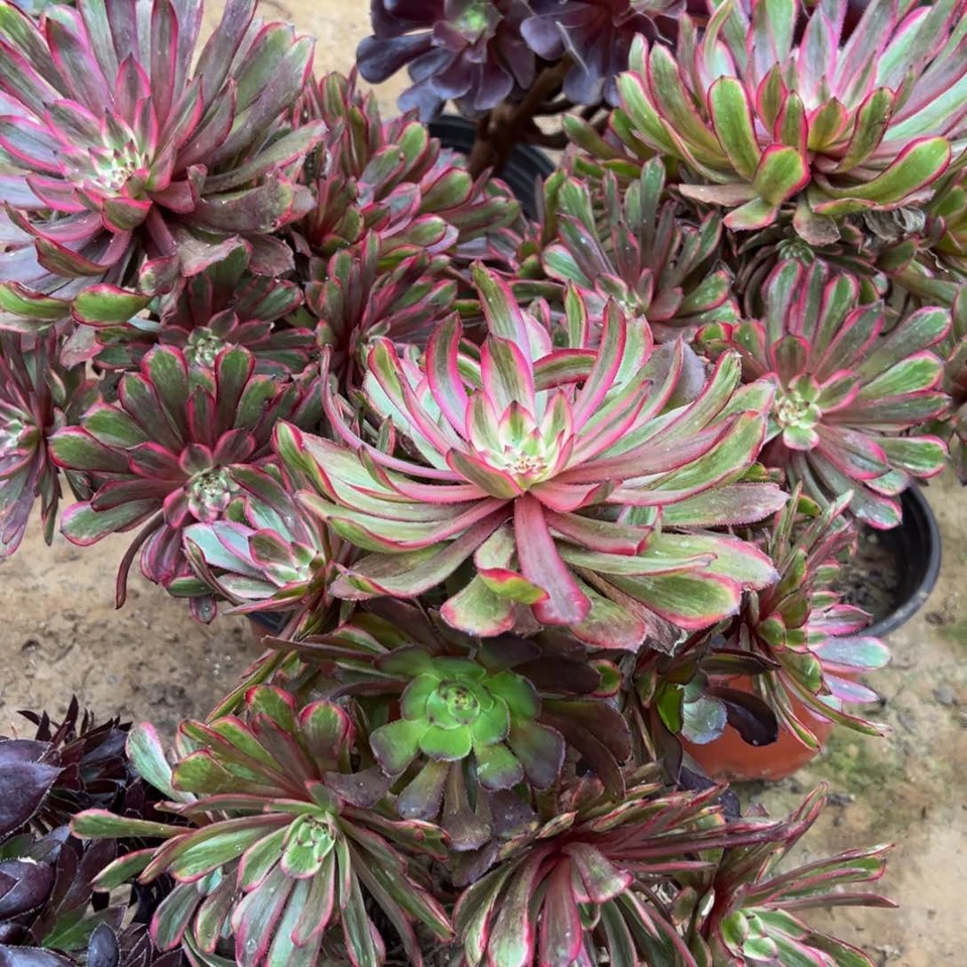 紫霞仙子5号棚模特15.8