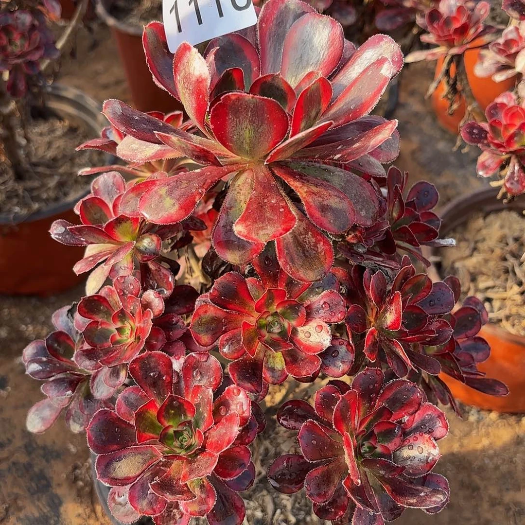 香奈儿1116多肉植物