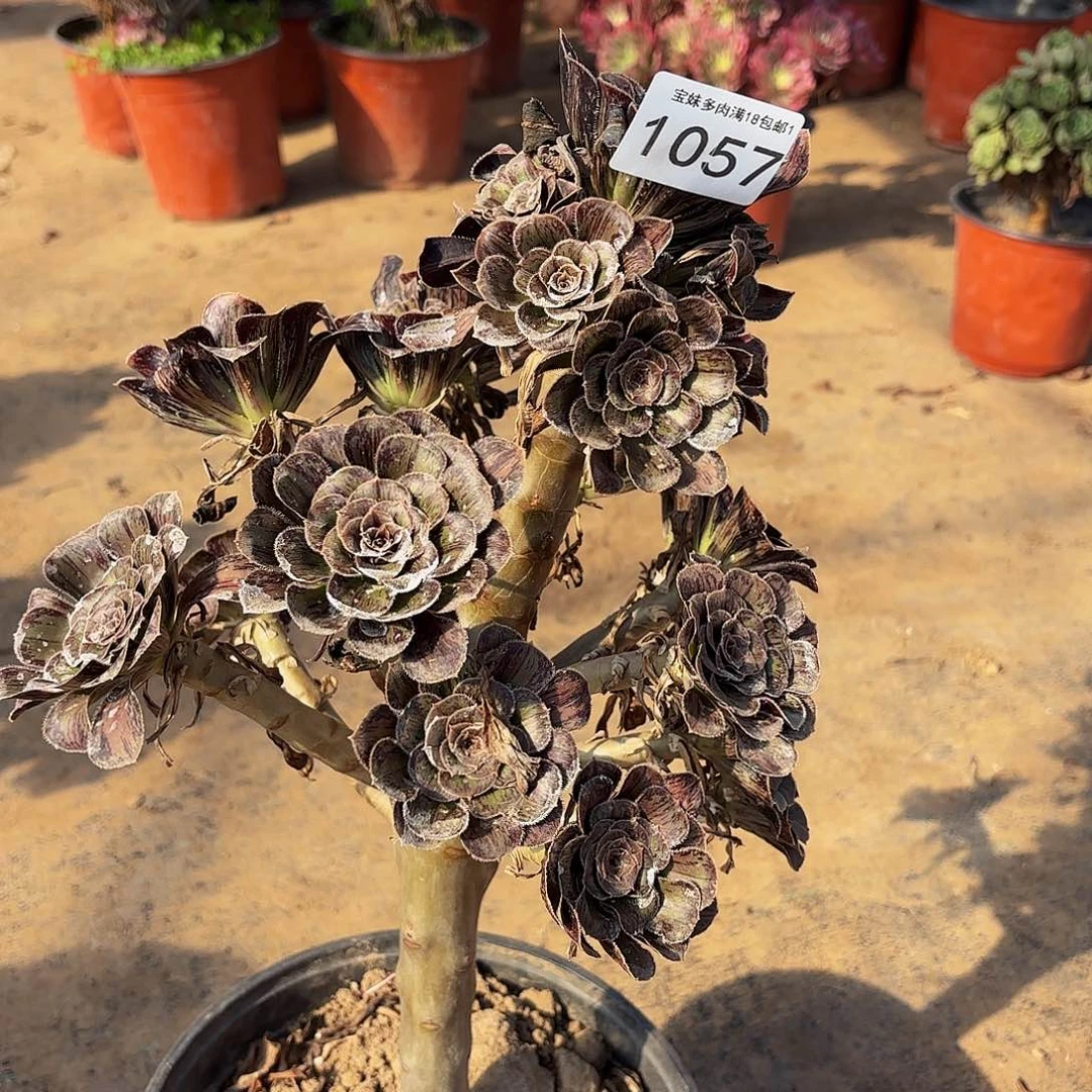 拉丝锦多肉植物1057