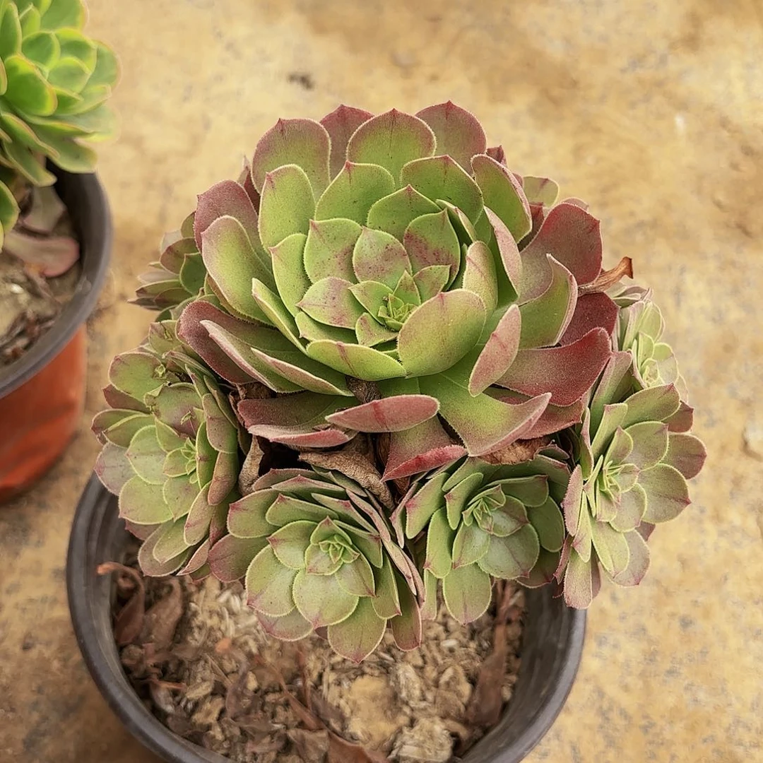 小万圣节9.9多肉植物