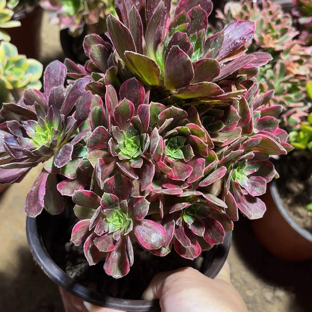 安娜9.9多肉植物