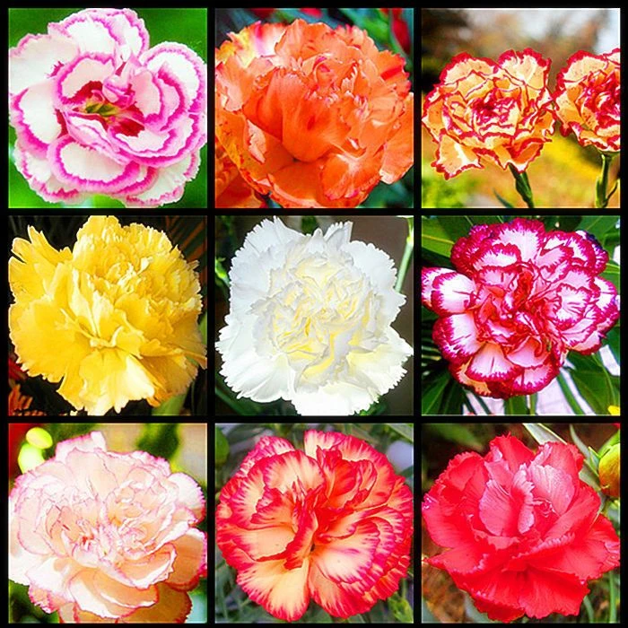 重瓣康乃馨种子四季开花多年生好种好养盆栽地栽