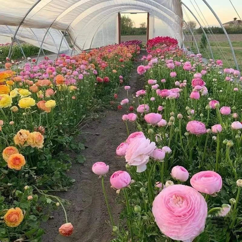 花毛茛重瓣洋牡丹室内室外盆栽地栽均可种植