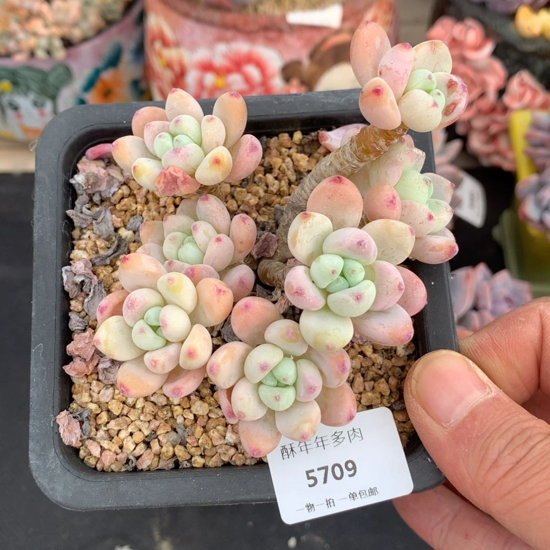 5709罗琦多肉一颗9cm