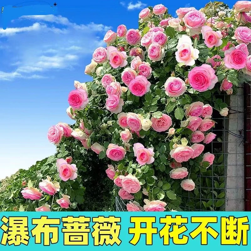 【新疆包邮】爬藤蔷薇花种子庭院阳台盆栽