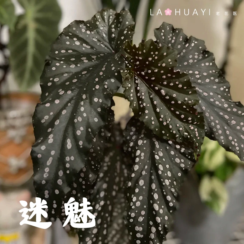 【老花医】迷魅热带植物绿植花卉植物室内高端植物观赏