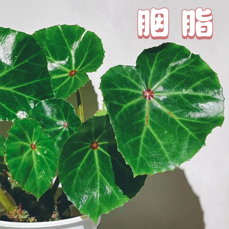胭脂秋海棠热带植物绿植花卉植物室内高端植物观赏