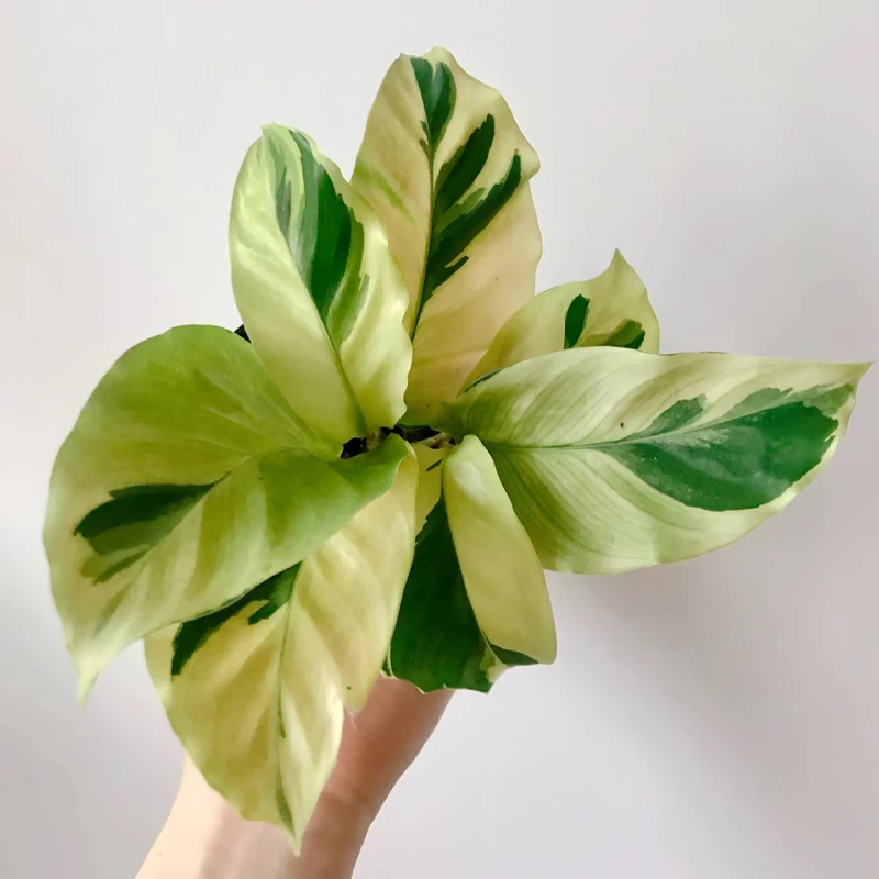 【老花医】黄油画竹芋室内办公室北欧ins风办公绿植花卉植物