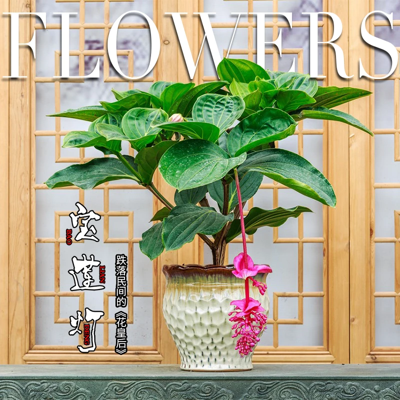 【老花医】宝莲灯花卉盆栽室内阳台庭院绿植多年生木本多头好养