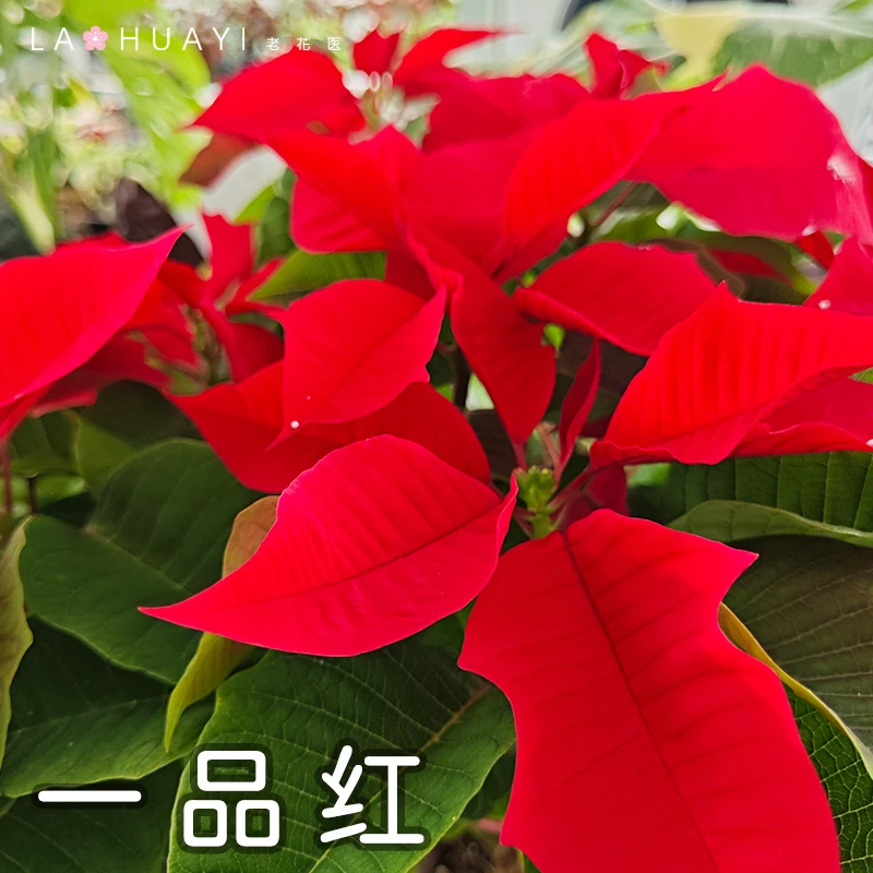 一品红盆栽花卉四季开花室内客厅阳台好养圣诞年宵花