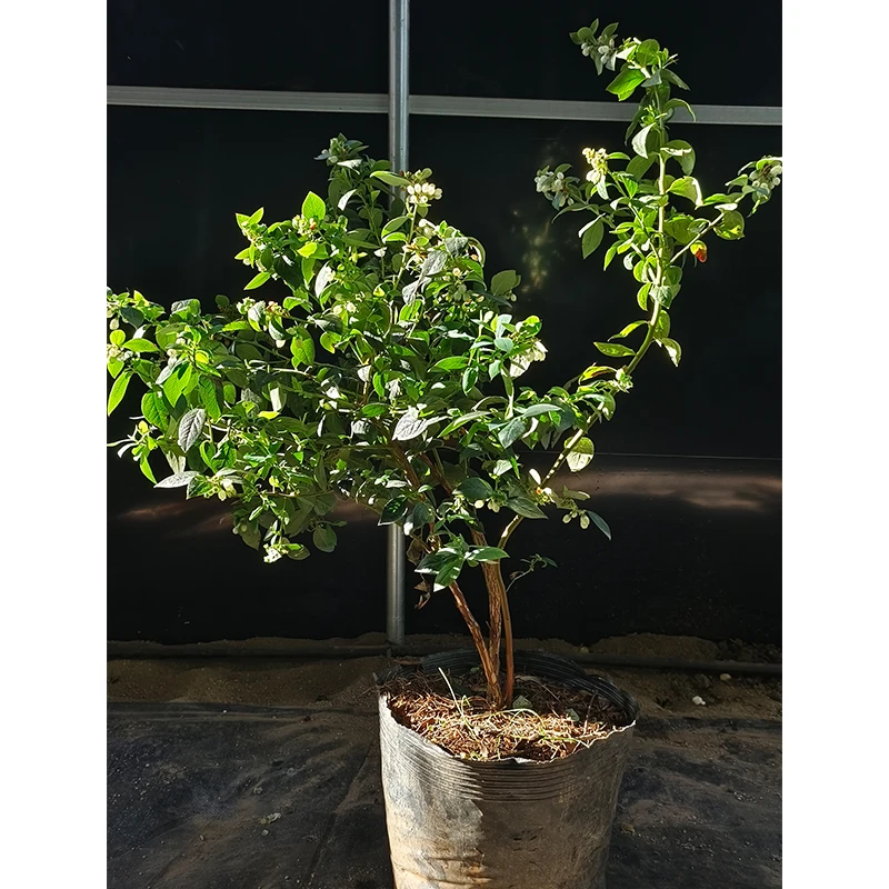 【老花医】LM花卉绿植盆栽植株优良阳台原盆原土带花好养趣味植物