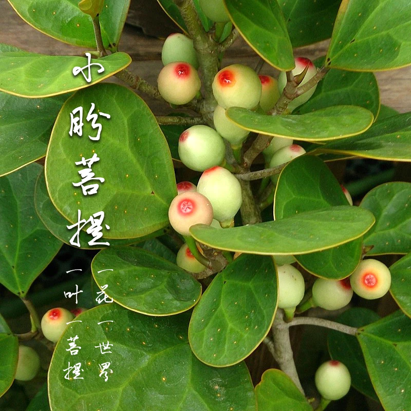 【老花医】小盼菩提盆栽扇叶榕室内桌面盆栽绿植四季常绿观花赏果
