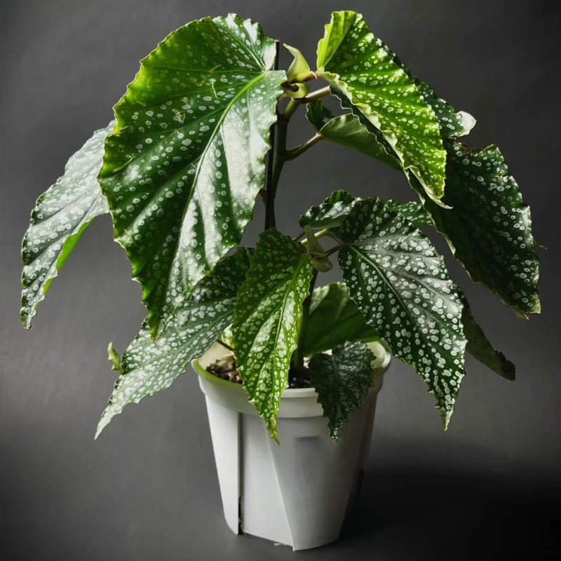 【老花医】阿拉莫奥莱秋海棠热带植物绿植花卉植物室内高端植物观赏