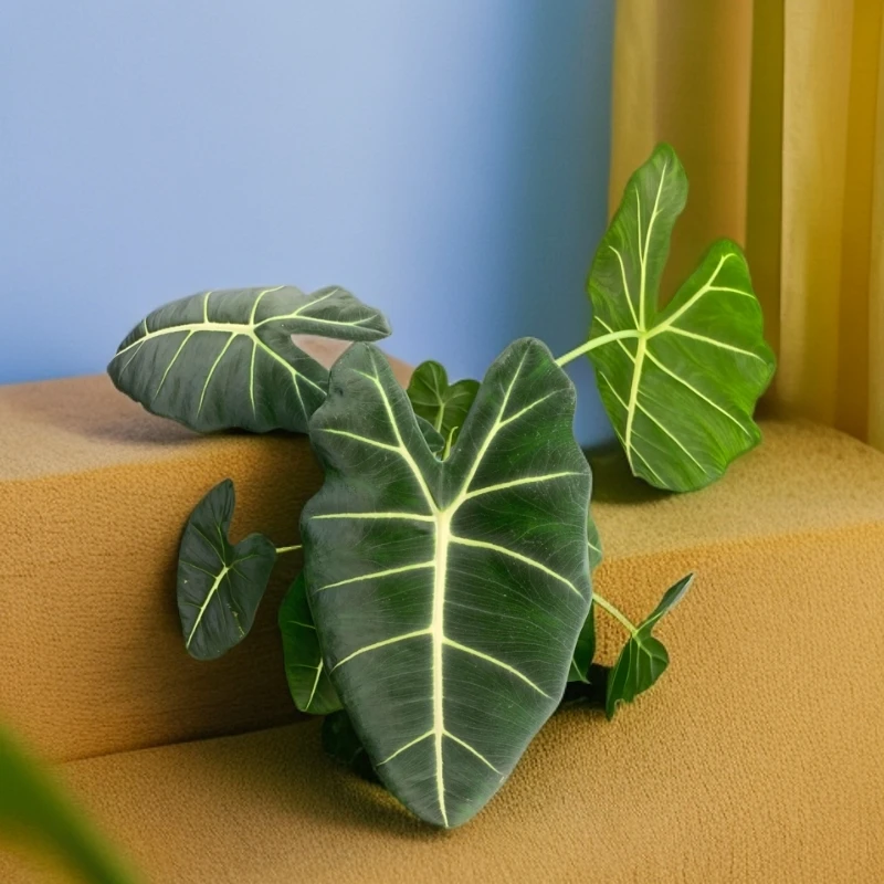 绿色天鹅绒盆栽地栽高端植物室内室外均可ins热带绿植