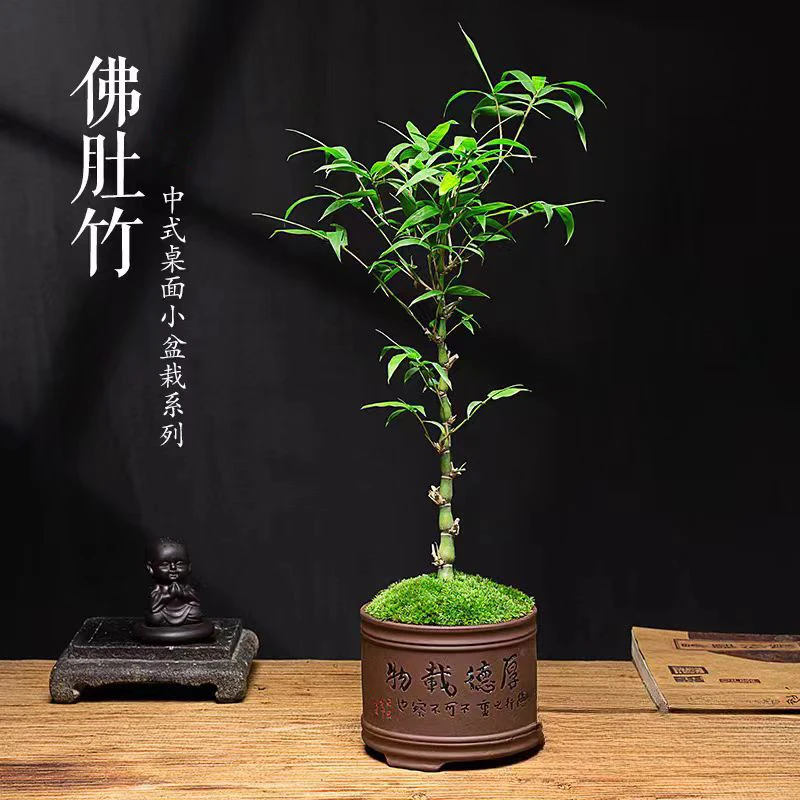 【老花医】佛肚竹盆栽绿植室内阳台四季常绿原盆原土好养盆景植物
