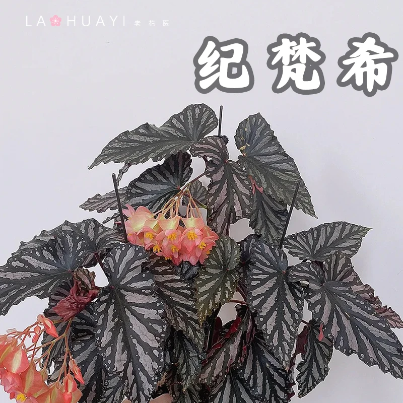 【老花医】纪梵希热带植物绿植花卉植物室内高端植物观赏