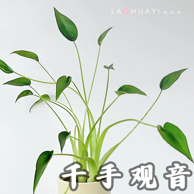 【老花医】千手海芋ins风好养网红同款阳台热植盆栽