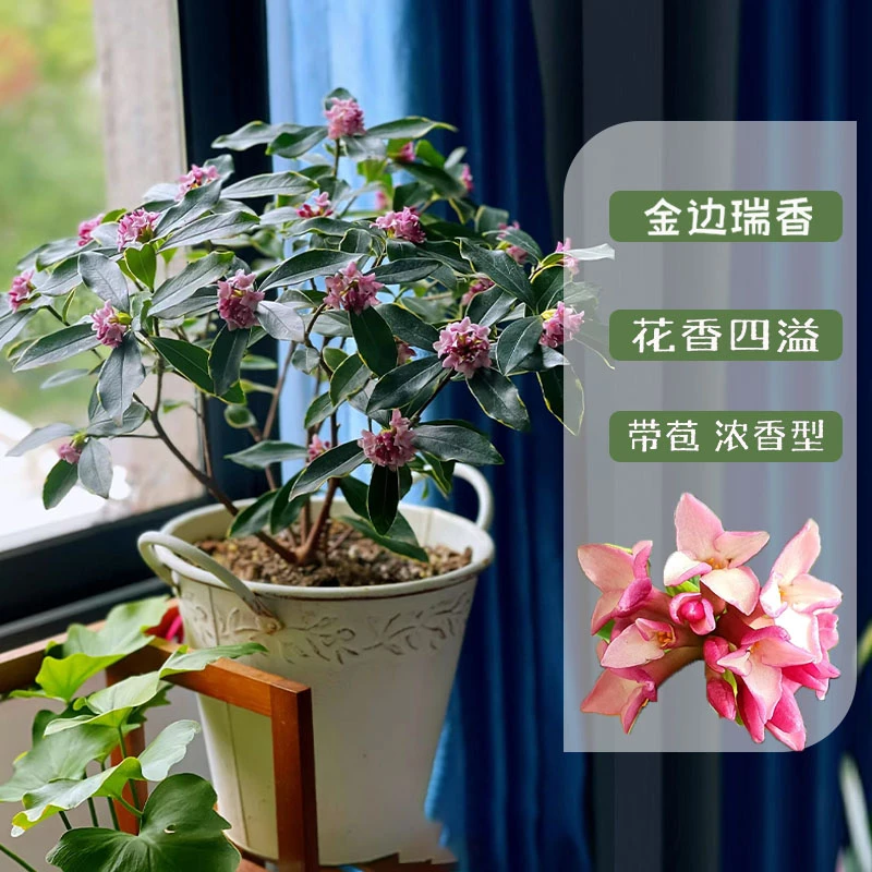 金边瑞香盆栽浓香型带花苞花年宵春节耐寒盆景植物