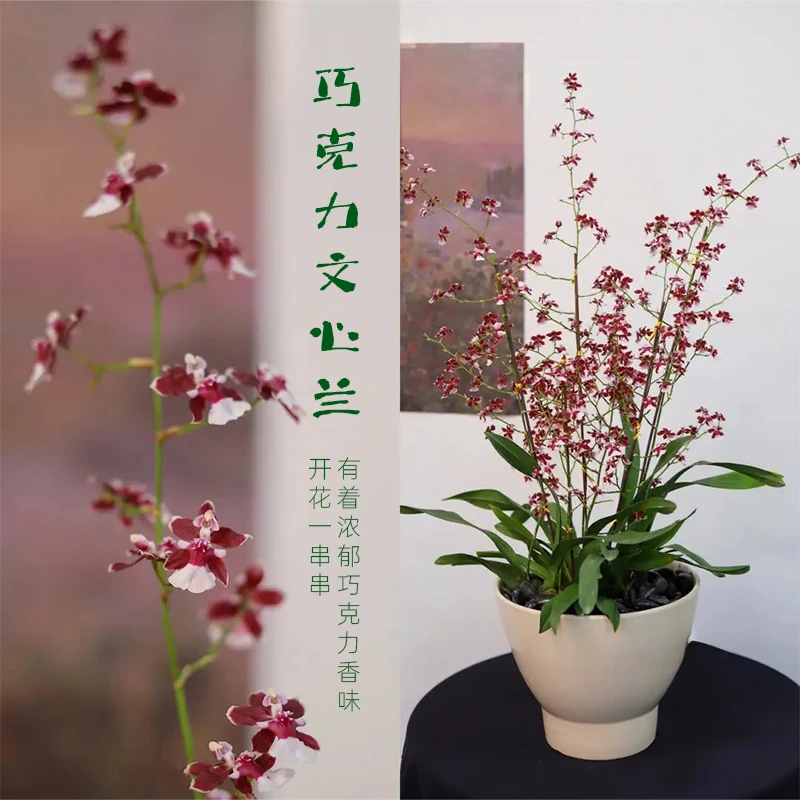 【老花医】文心兰盆栽绿植梦香兰室内阳台香水兰花多年生观花植物