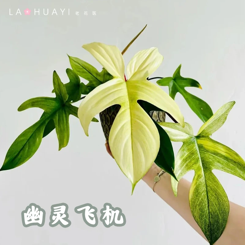 【热植馆】幽灵飞机蔓绿绒绿植盆栽室内阳台观叶植物热值原盆原土