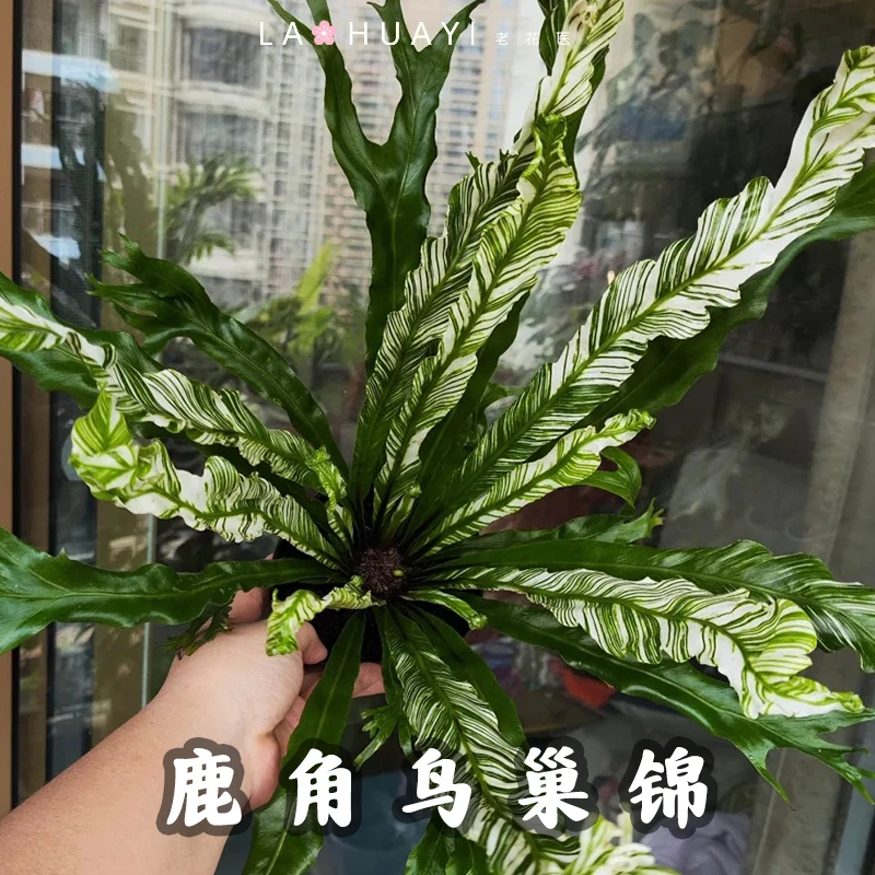 【老花医】鹿角鸟巢蕨锦盆栽绿植室内阳台四季常绿净化空气美观