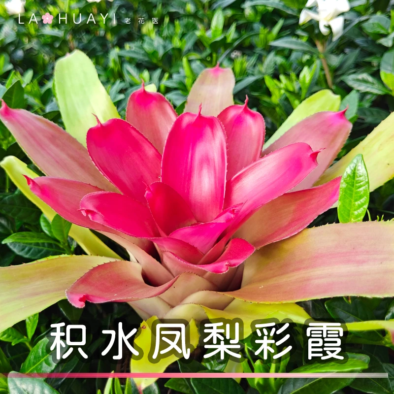 积水凤梨彩霞花卉植物造型园艺室内绿植彩霞观赏花卉