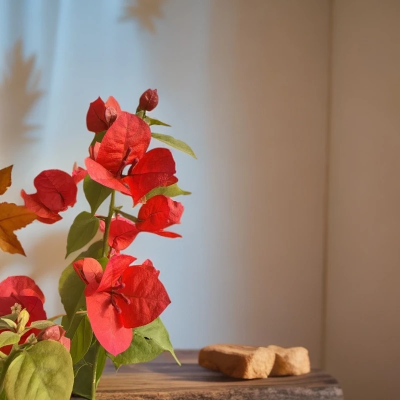 中国红三角喜光易养护室外庭院花卉观赏植物