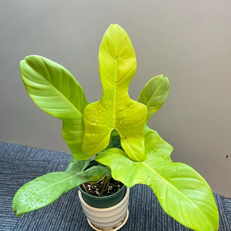 金色小提琴盆栽地栽室内室外植物花卉绿植