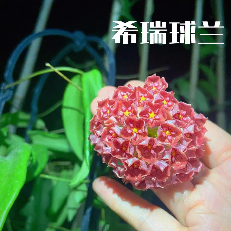 【老花医】希瑞球兰室内窗台盆栽绿植好养易打理