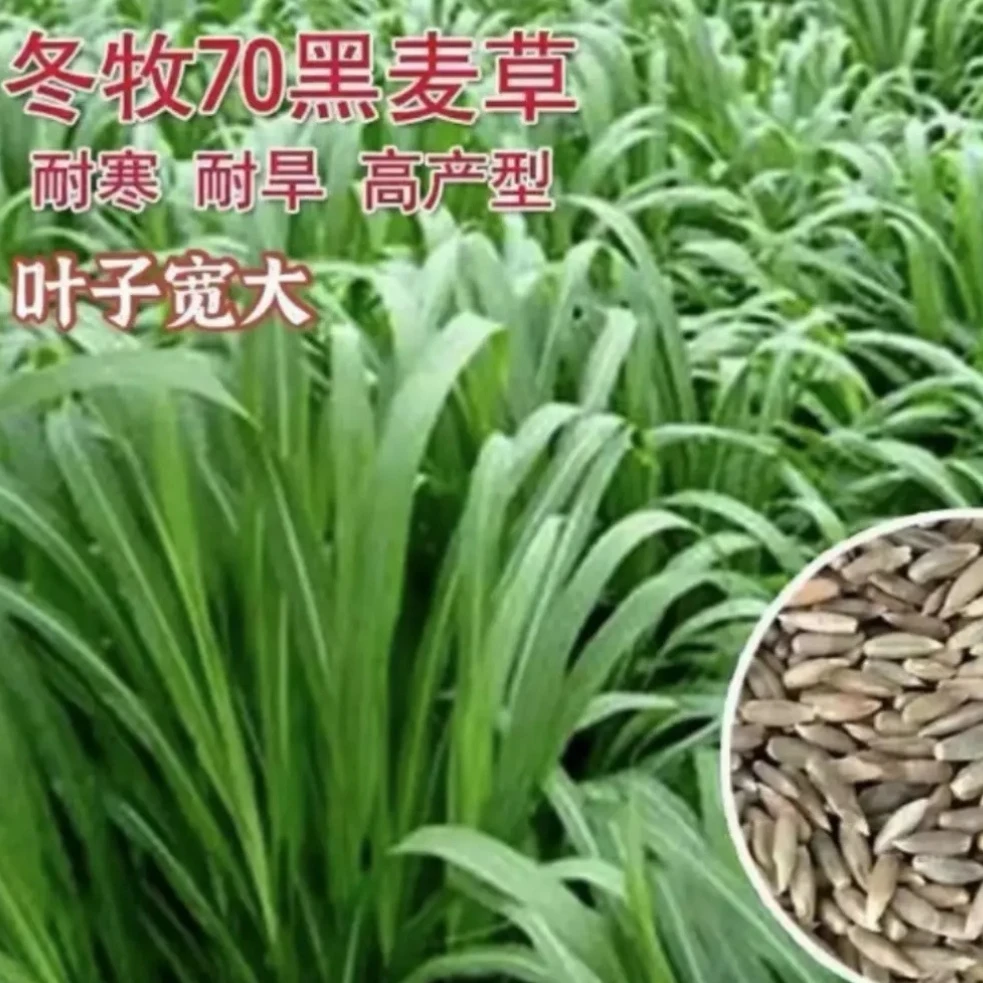 冬牧70黑麦草耐寒畜禽通用能过冬