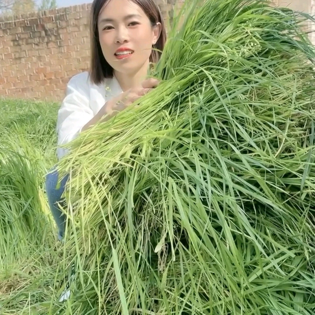 一年生黑麦草种子 草质柔软鲜嫩 再生速度快 畜禽通用