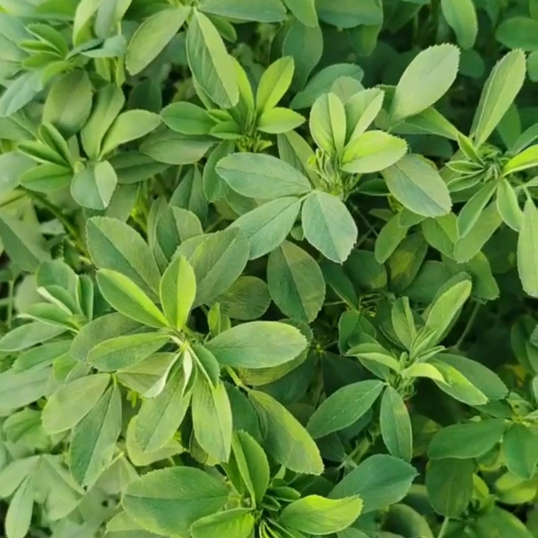 进口大叶苜蓿（净种）多年耐寒耐旱耐高温蛋白高