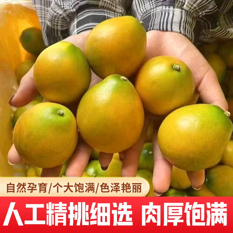 正宗广西融安金桔纯甜无酸人工采摘精细挑选脆蜜金桔