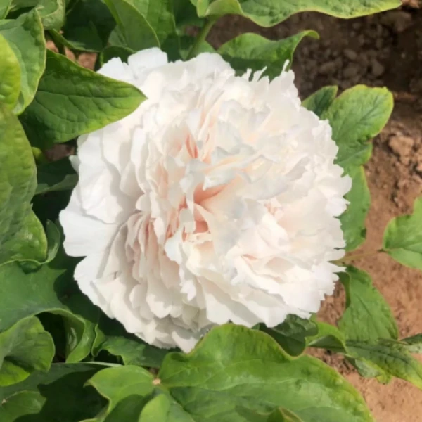 【白雪塔】白色系牡丹原土原盆