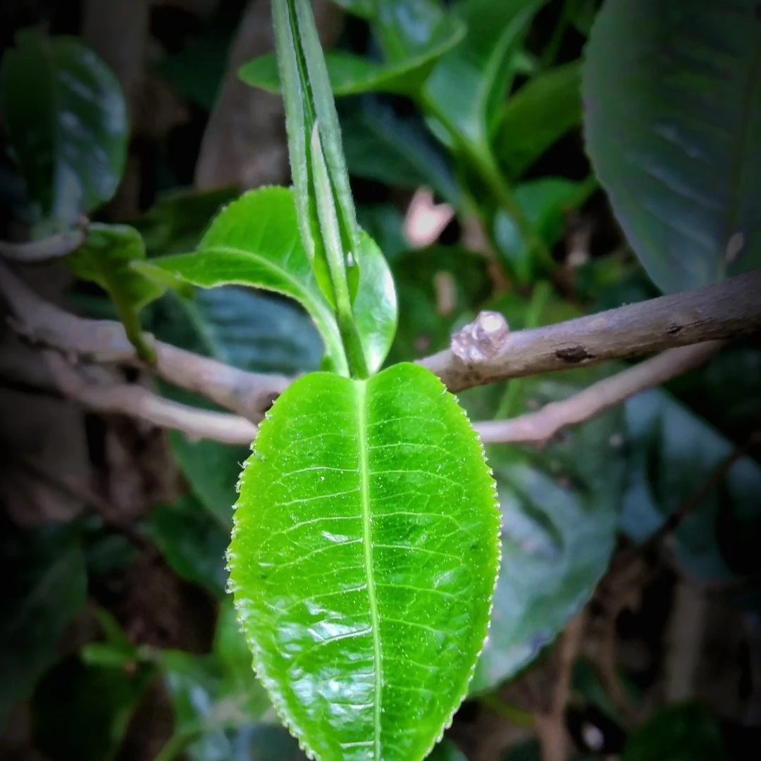 忙肺老寨壹号通用链接，忙肺春白茶紧压茶357克饼茶