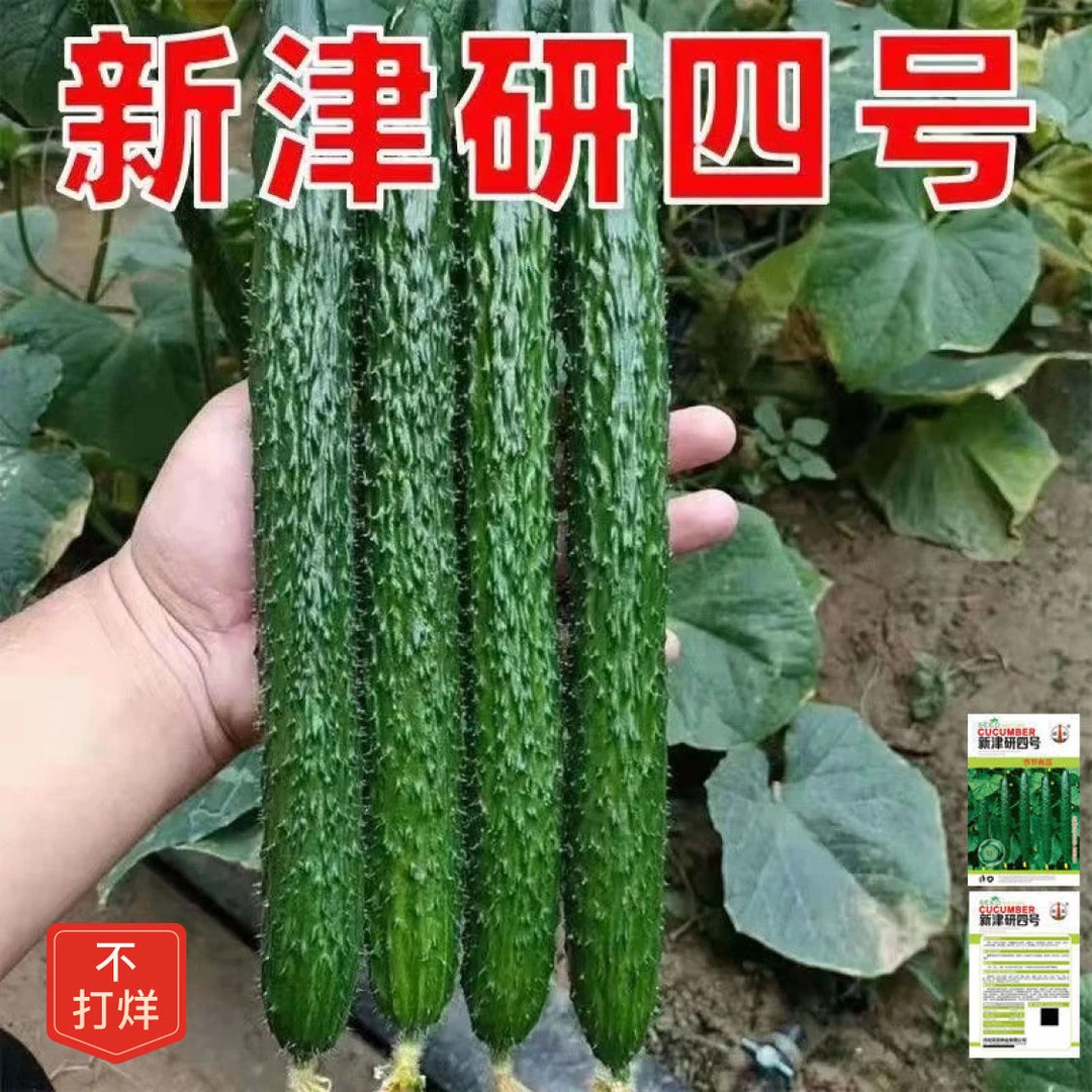津研四号绿芯黄瓜种子绿心密刺青黄瓜种籽阳台盆栽四季蔬菜种孑