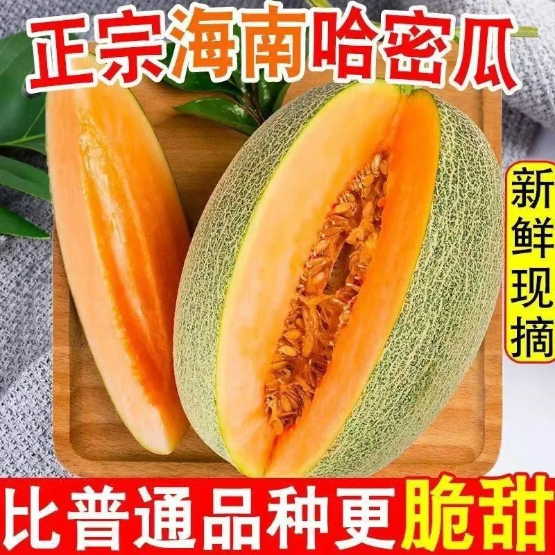 海南哈密瓜西州蜜新疆小蜜25号新疆西州蜜瓜新鲜水果应季水果包邮
