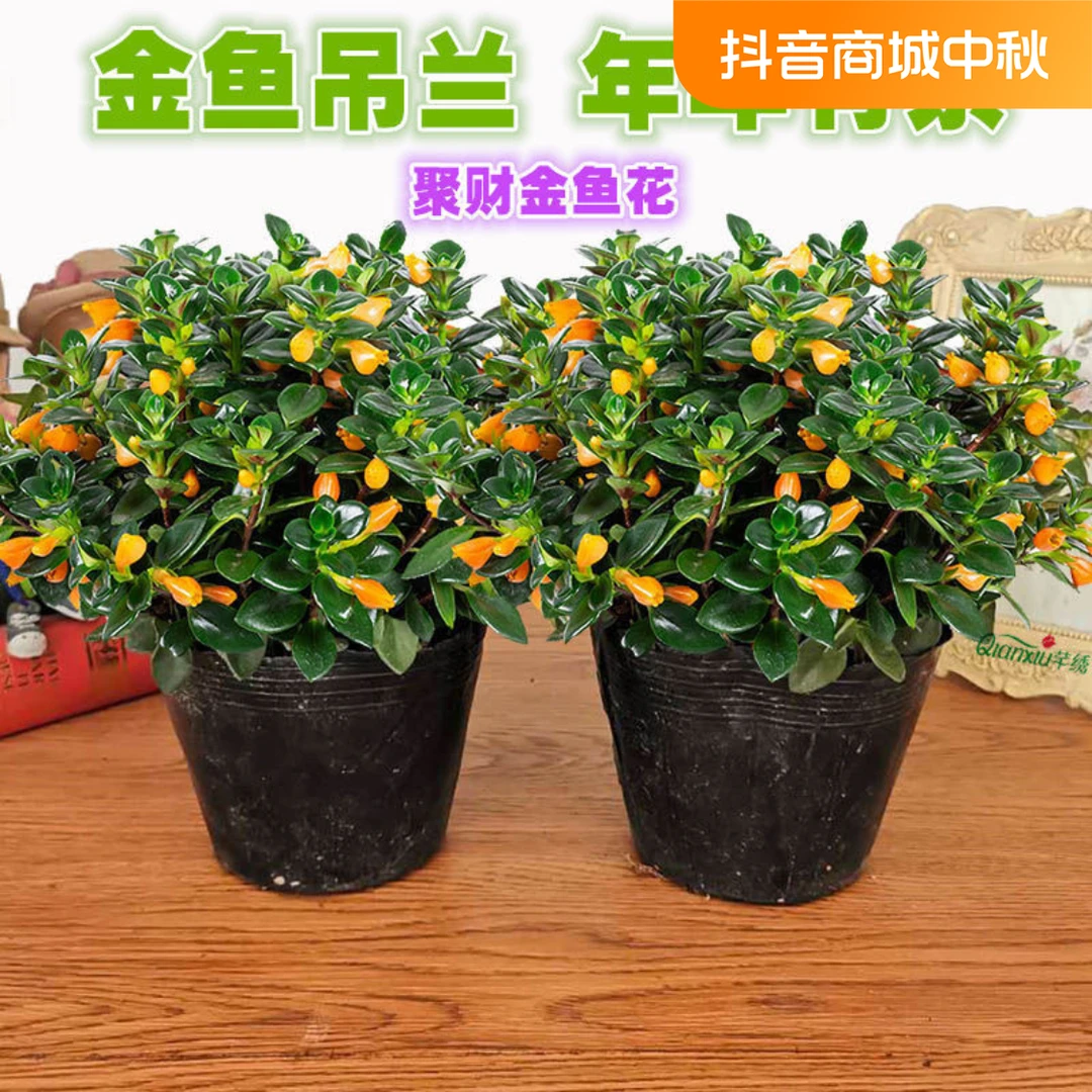 金鱼花吊兰盆栽室内花四季好养带花苞开花不断阳台花卉桌面小绿植