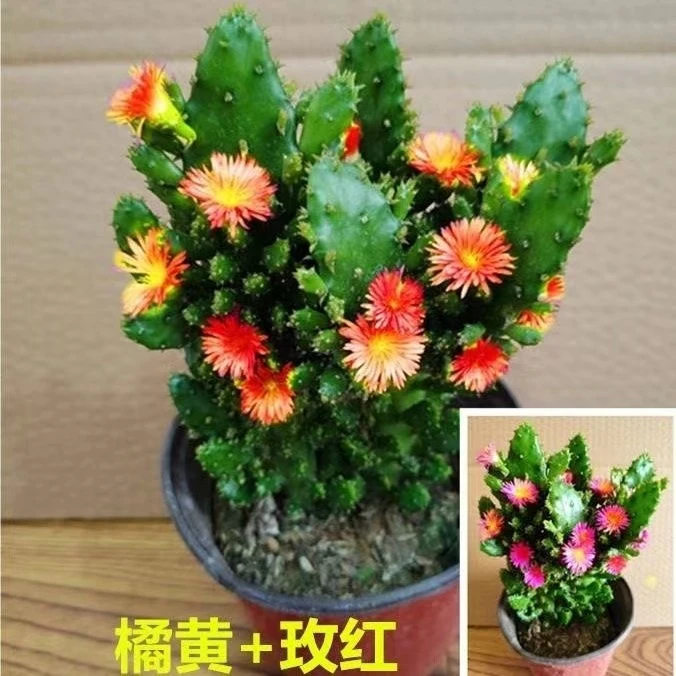 新品进口仙人掌姬珊瑚千手观音懒人花卉浓香型大花耐热耐旱易成活