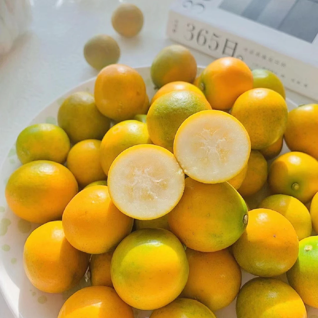 特价金桔一份约一斤