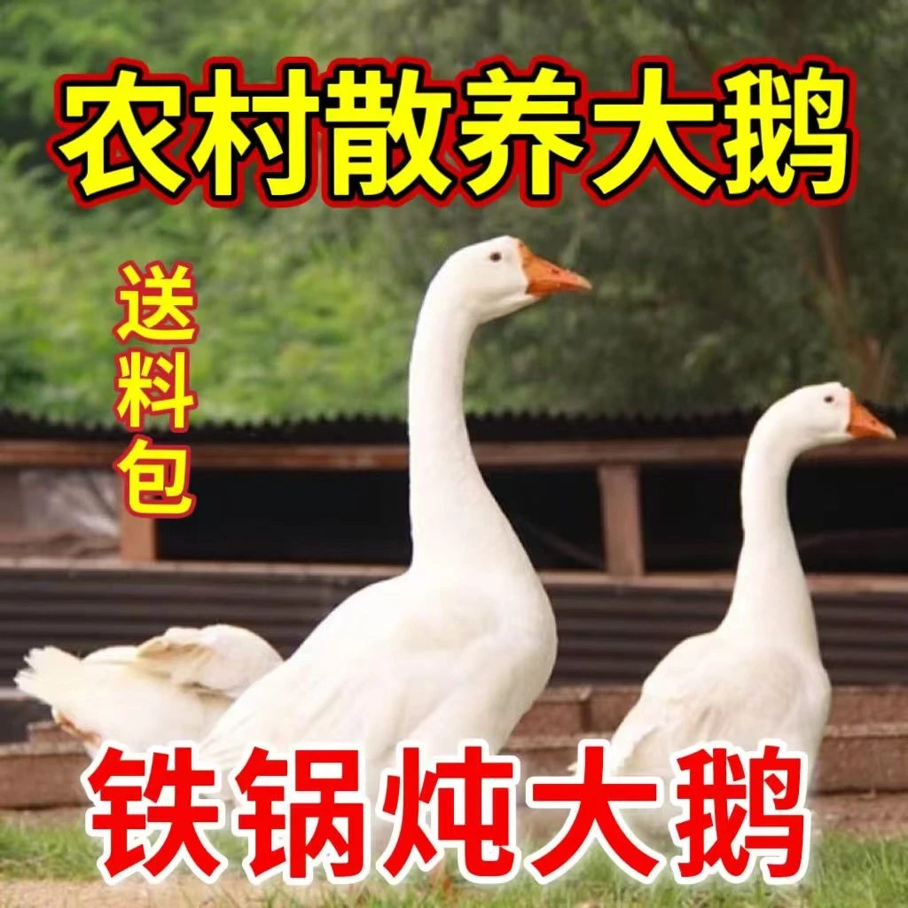 买一只送一只散养大白鹅宰杀总重【9-10斤】