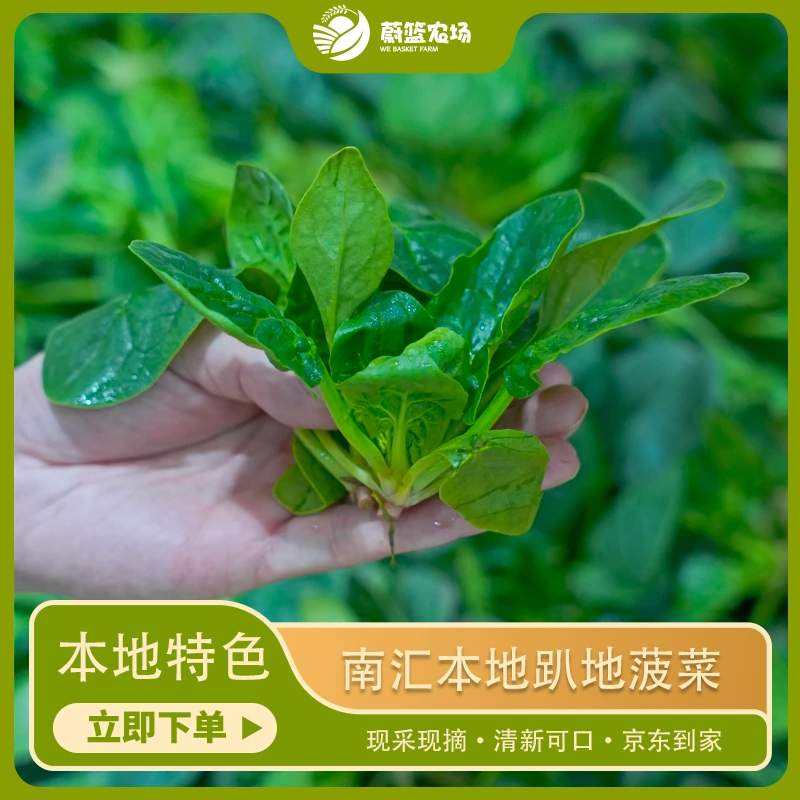【本地菠菜】上海南汇本地露天趴地菠菜新鲜采摘(带泥土)2斤/4斤