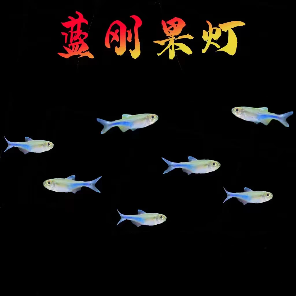 小型热带观赏鱼 灯科鱼 蓝刚果灯 好养易活草缸混养群游淡水鱼