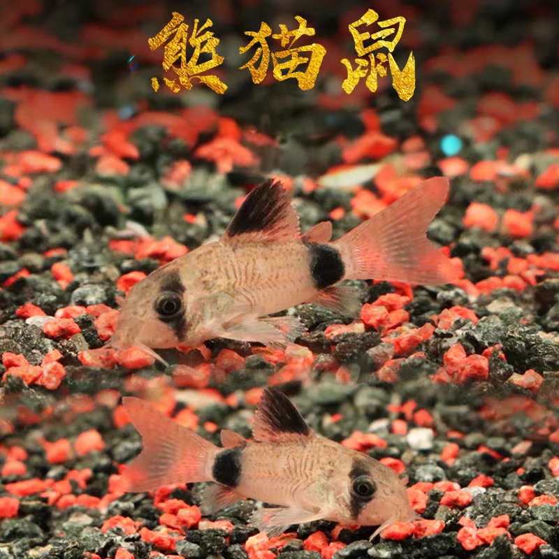 小型热带观赏鱼  清缸鼠鱼 熊猫鼠 好养易活