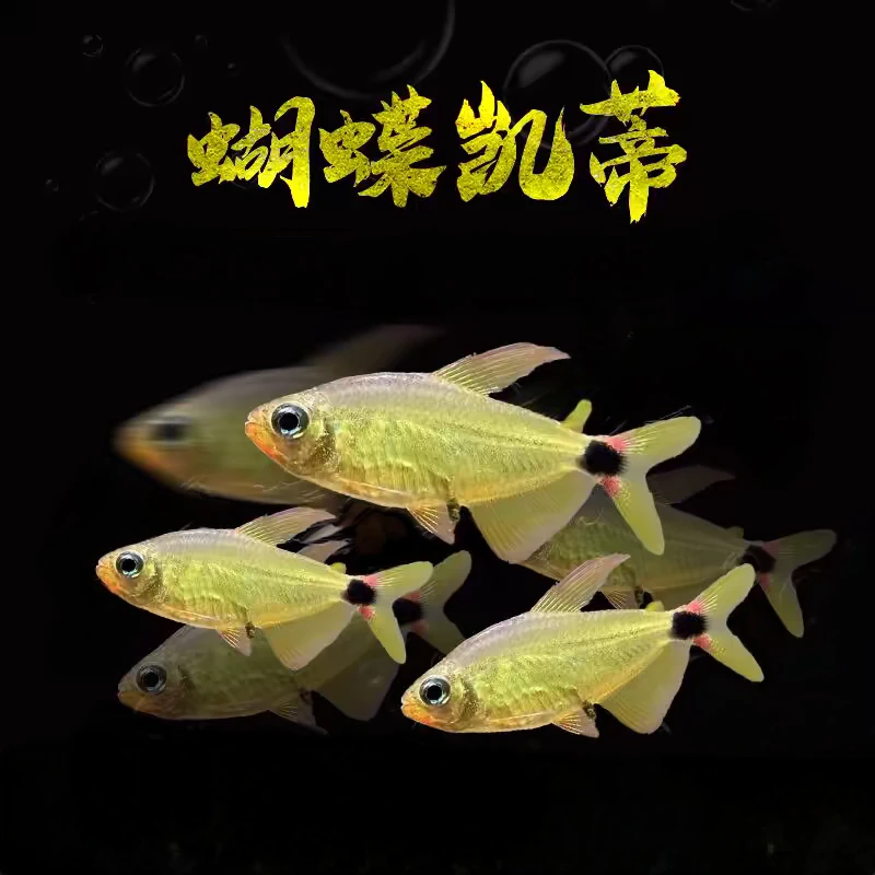 小型热带观赏鱼 灯科鱼 蝴蝶凯蒂 草缸混养群游好养易活活体