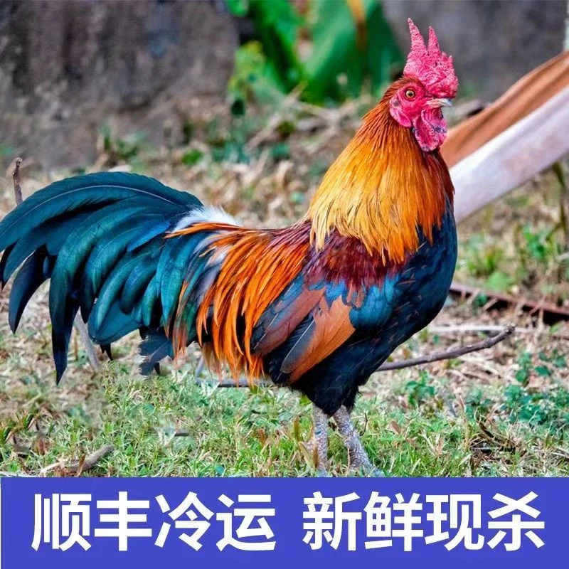 拍一发二 散养大公鸡农村黑脚大公鸡 顺丰包邮 净膛发货